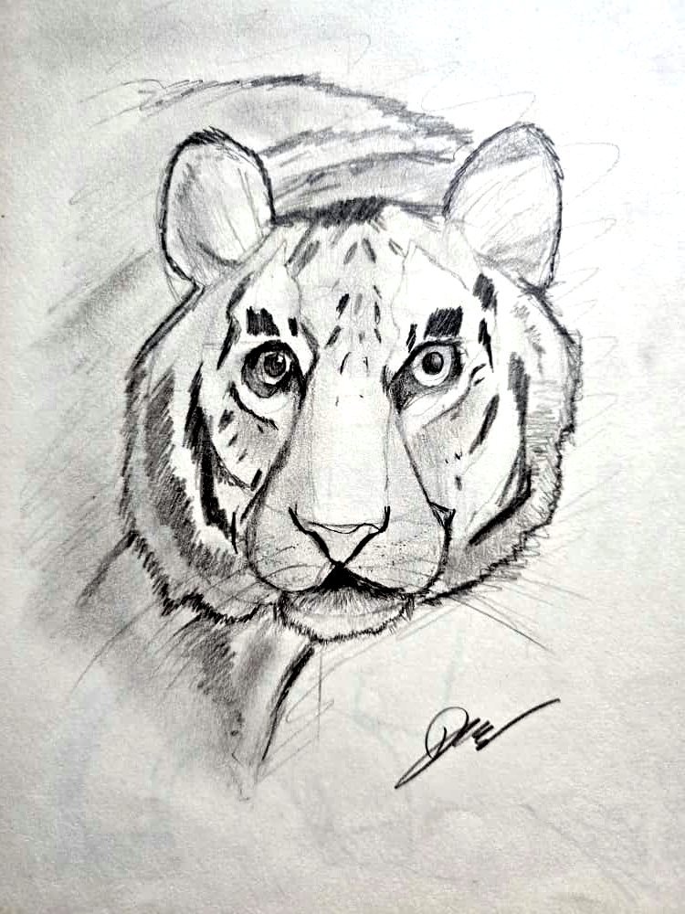 Pencil sketch of a tiger by Aaryan